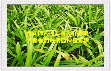 西红柿大棚怎么弄好吃呢 大棚番茄采摘园种植方法